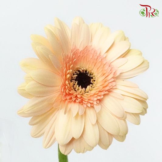 Gerbera Cream (8-10 Stems) - Pudu Ria Florist Southern