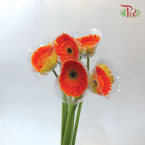 Gerbera Orange (8-10 Stems) - Pudu Ria Florist Southern