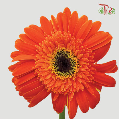 Gerbera Orange (8-10 Stems) - Pudu Ria Florist Southern