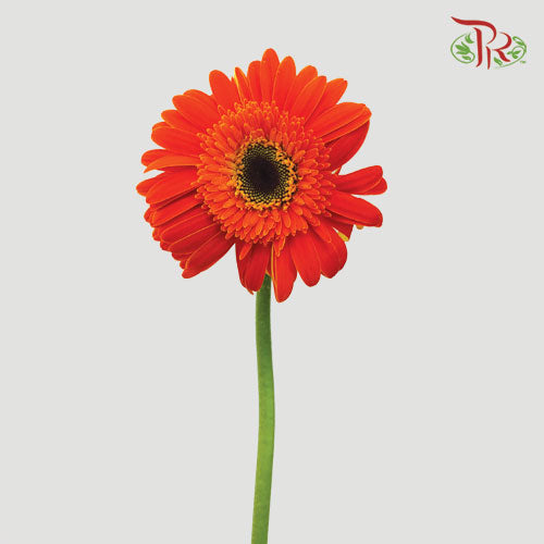 Gerbera Orange (8-10 Stems) - Pudu Ria Florist Southern