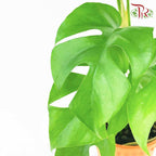 Rhaphidophora Tetrasperma - Pudu Ria Florist Southern
