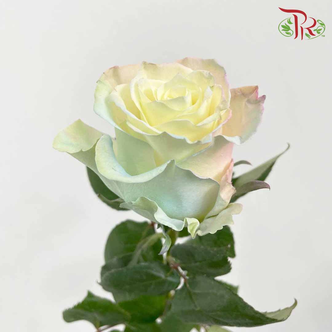 Rose Mondial Dyed Mermaid (8-10 Stems) - Pudu Ria Florist Southern