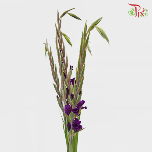 Gladiolus Purple - Pudu Ria Florist Southern
