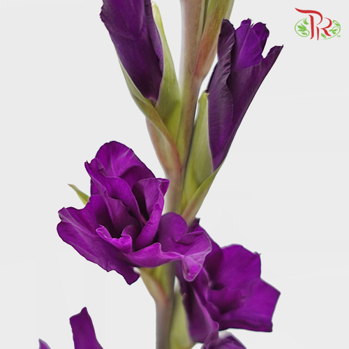 Gladiolus Purple - Pudu Ria Florist Southern