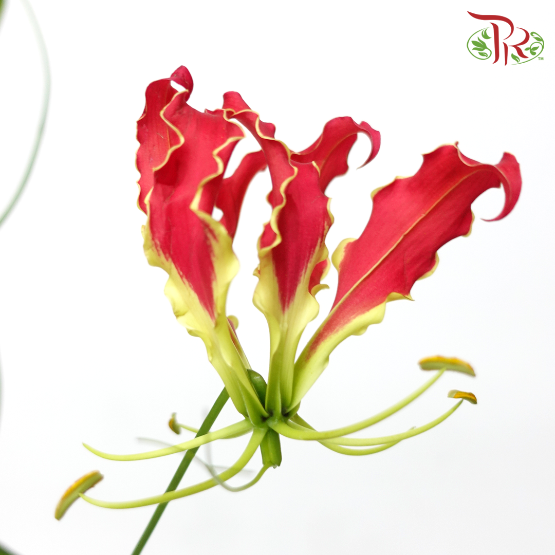 Gloriosa Red - Pudu Ria Florist Southern