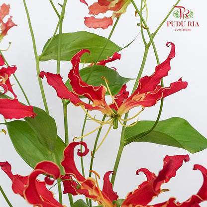 Gloriosa Red - Pudu Ria Florist Southern