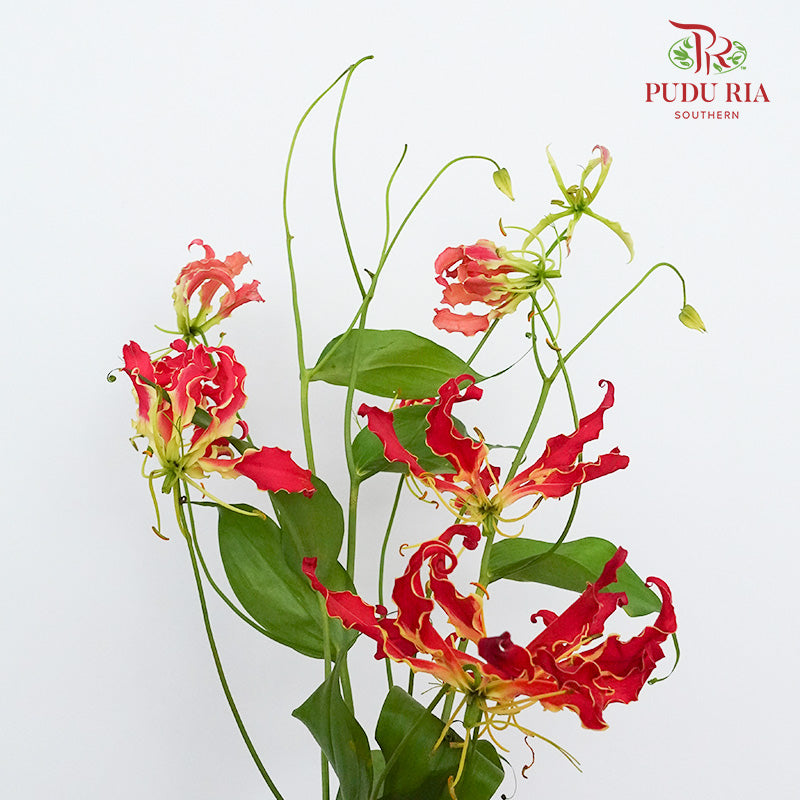 Gloriosa Red - Pudu Ria Florist Southern