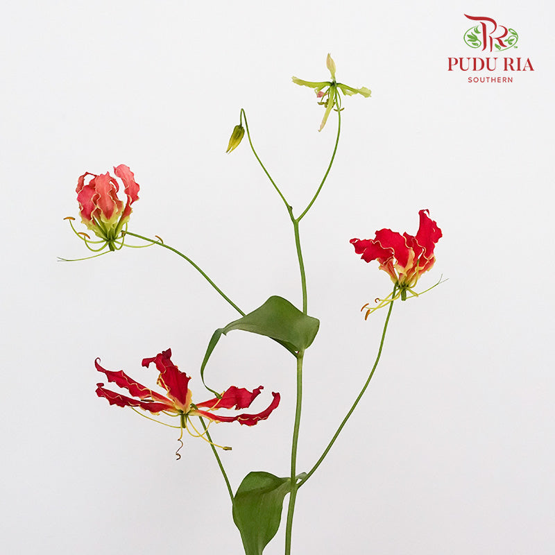 Gloriosa Red - Pudu Ria Florist Southern