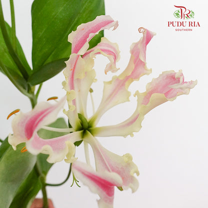 Gloriosa Pink - Pudu Ria Florist Southern