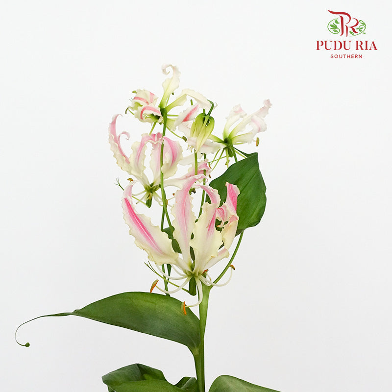 Gloriosa Pink - Pudu Ria Florist Southern