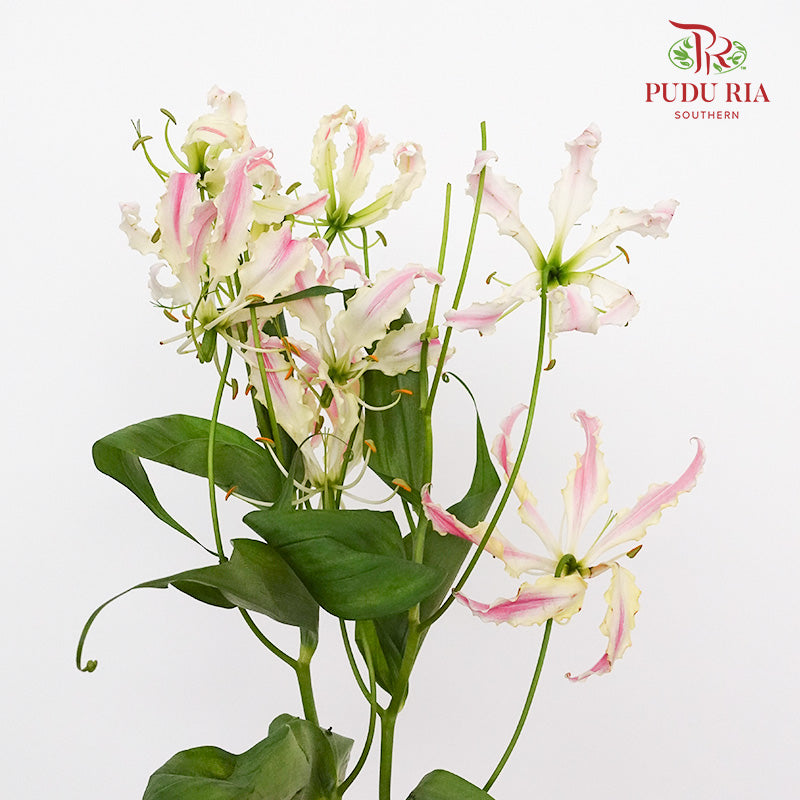 Gloriosa Pink - Pudu Ria Florist Southern