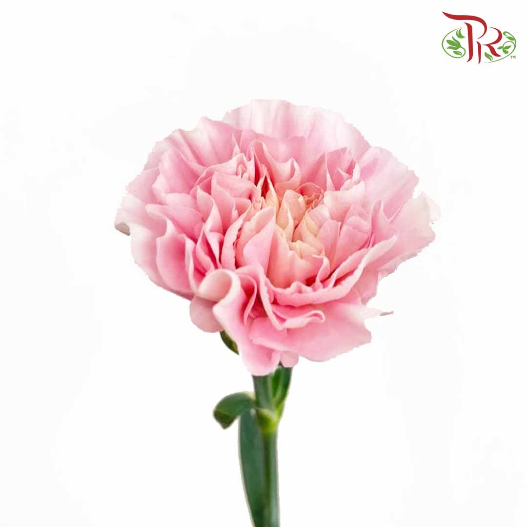 Carnation Damina (18-20 Stems) - Pudu Ria Florist Southern