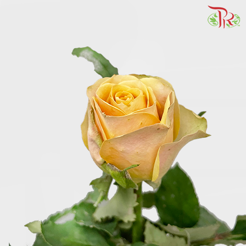 Rose Golden Mustard (8-10 Stems) - Pudu Ria Florist Southern