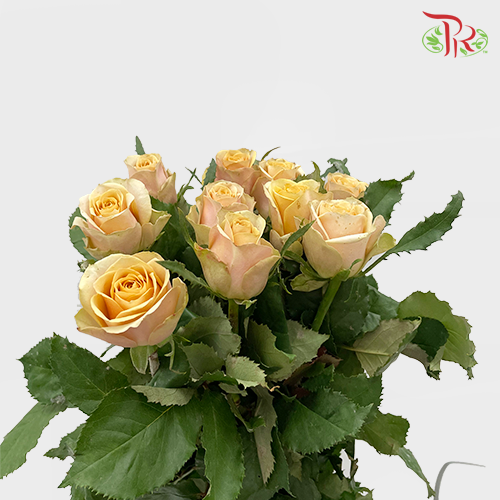 Rose Golden Mustard (8-10 Stems) - Pudu Ria Florist Southern