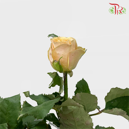 Rose Golden Mustard (8-10 Stems) - Pudu Ria Florist Southern
