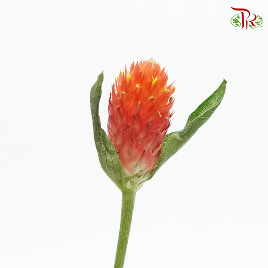 Gomphrena Strawberry Orange - Pudu Ria Florist Southern