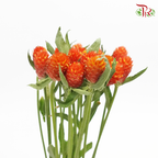 Gomphrena Strawberry Orange - Pudu Ria Florist Southern