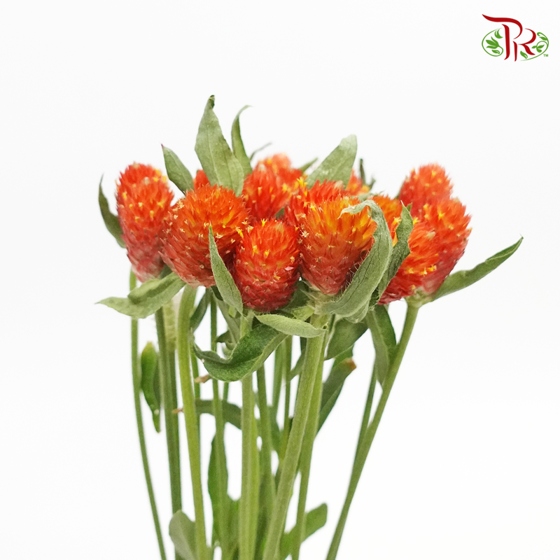 Gomphrena Strawberry Orange - Pudu Ria Florist Southern
