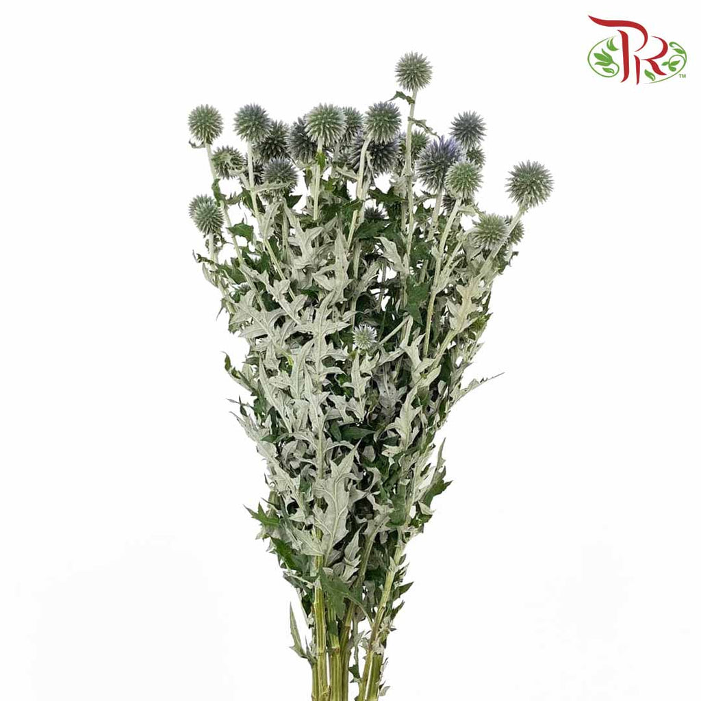 Echinops - Pudu Ria Florist Southern