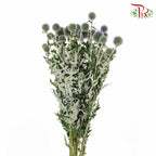 Echinops - Pudu Ria Florist Southern