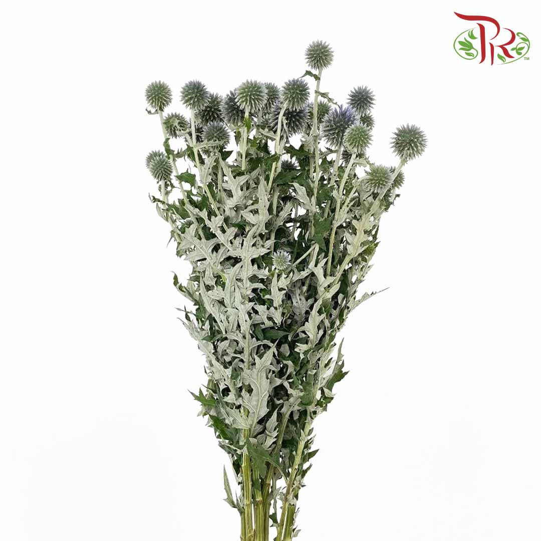 Echinops - Pudu Ria Florist Southern