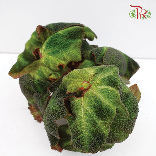 Begonia - Soli  Mutata - Pudu Ria Florist Southern