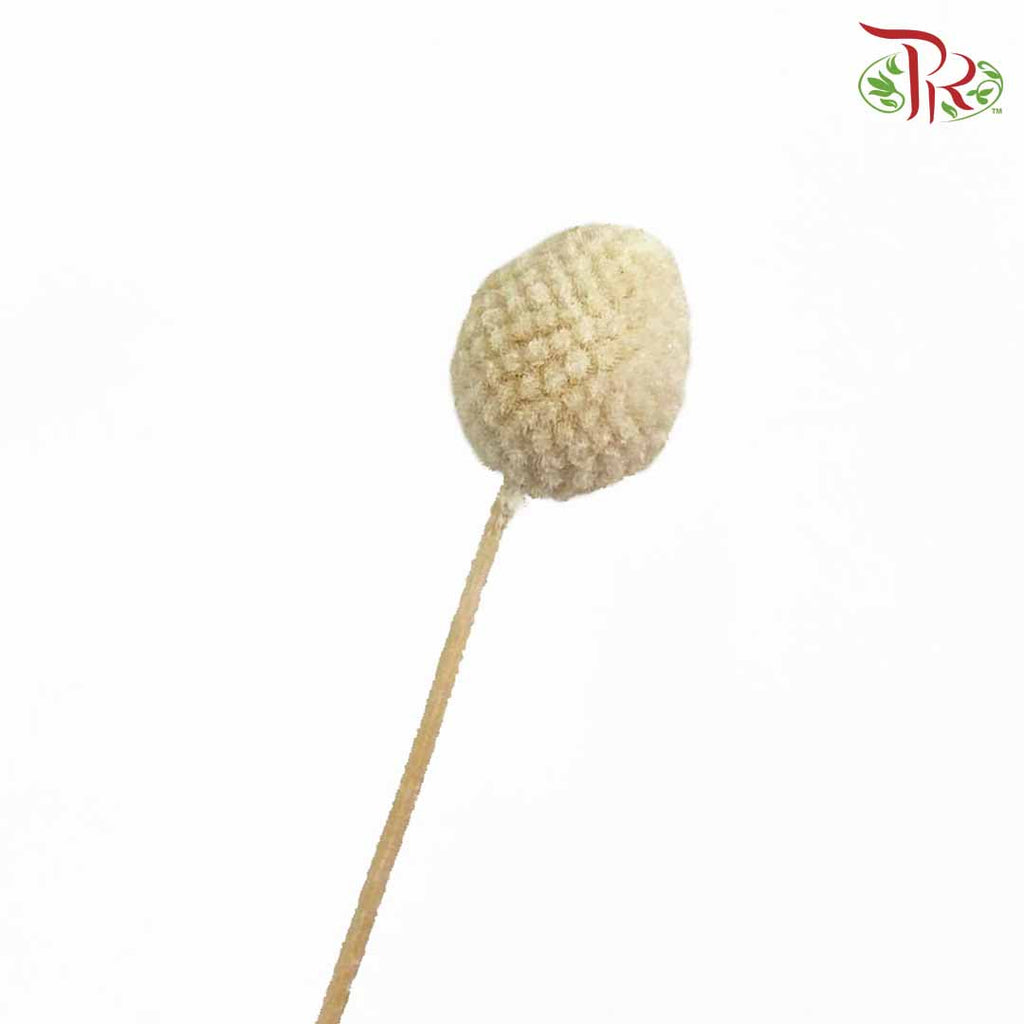 Dry Craspedia Bleached - Pudu Ria Florist Southern