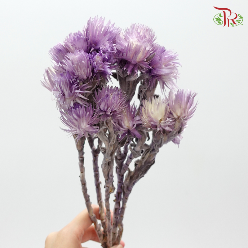 Preservative Silver Daisy - Purple - Pudu Ria Florist Southern
