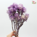 Preservative Silver Daisy - Purple - Pudu Ria Florist Southern