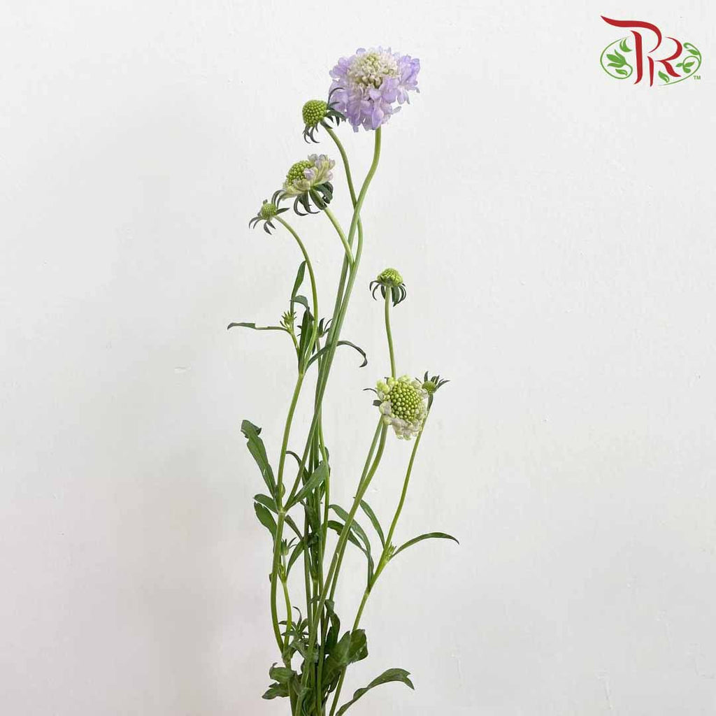 Scabiosa Colour Lilac (Per Bundle) - Pudu Ria Florist Southern