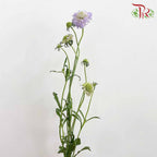 Scabiosa Colour Lilac (Per Bundle) - Pudu Ria Florist Southern