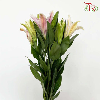 Lily Pink (5 Stems) - Pudu Ria Florist Southern