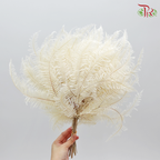 Preservative Mountain Fern (XL) - Pudu Ria Florist Southern