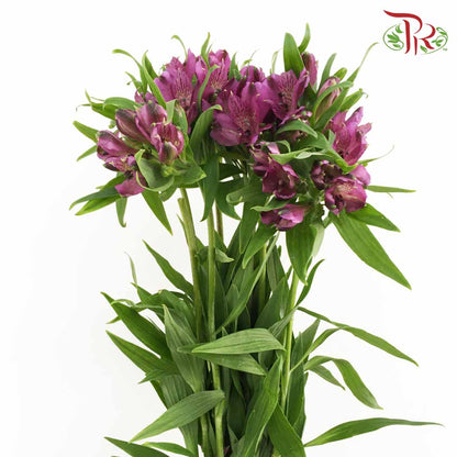 Alstroemeria Purple (9-10 Stems) - Pudu Ria Florist Southern