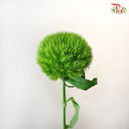 Kiwi Mellow (5 stems) - Pudu Ria Florist Southern