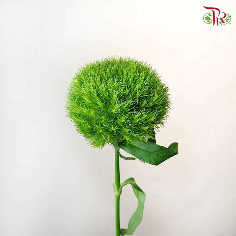 Kiwi Mellow - Pudu Ria Florist Southern