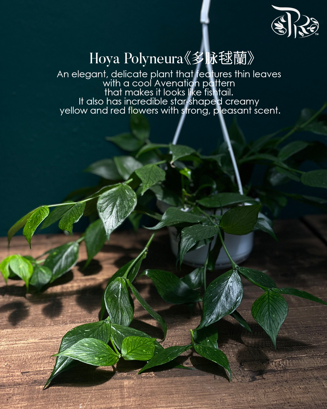 Hoya Polyneura - Pudu Ria Florist Southern