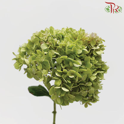 Hydrangea Green / Per Stem - Pudu Ria Florist Southern