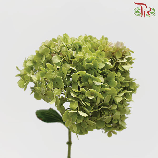 Hydrangea Green / Per Stem - Pudu Ria Florist Southern