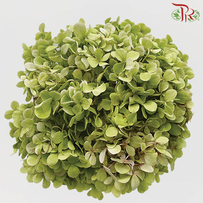 Hydrangea Green / Per Stem - Pudu Ria Florist Southern