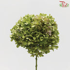 Hydrangea Green / Per Stem - Pudu Ria Florist Southern