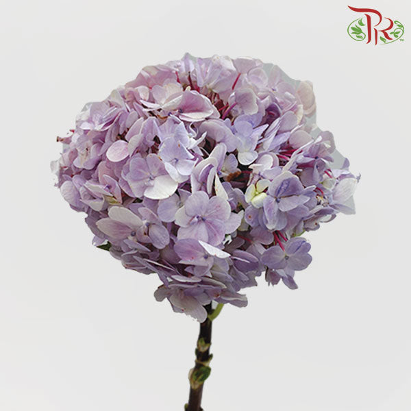 Hydrangea Lilac / Per Stem - Pudu Ria Florist Southern