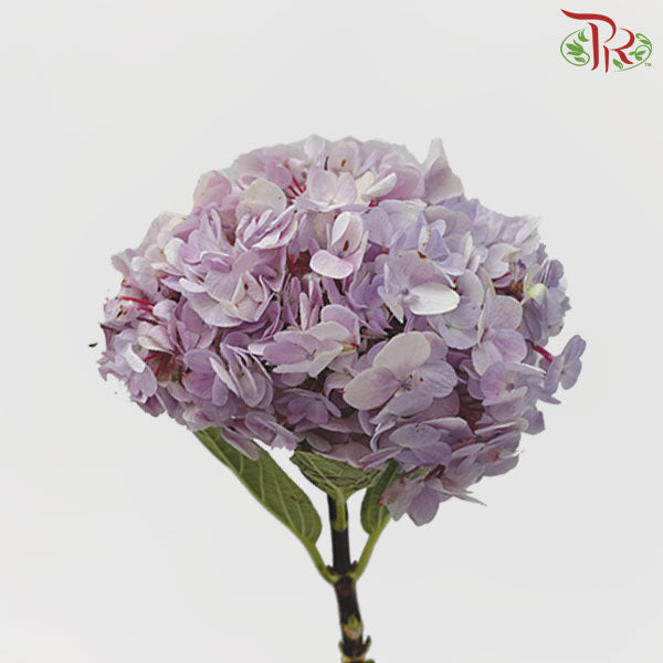 Hydrangea Lilac / Per Stem - Pudu Ria Florist Southern