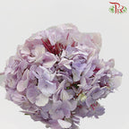 Hydrangea Lilac / Per Stem - Pudu Ria Florist Southern
