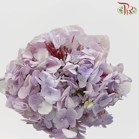 Hydrangea Lilac / Per Stem - Pudu Ria Florist Southern