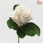 Hydrangea White / Per Stem - Pudu Ria Florist Southern