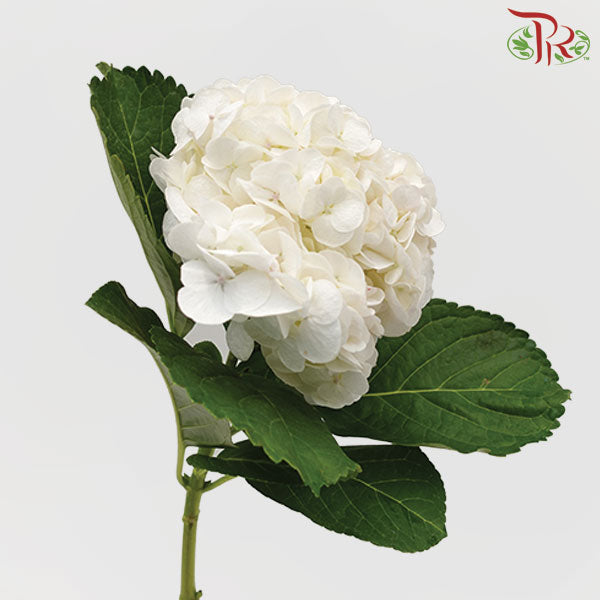 Hydrangea White / Per Stem - Pudu Ria Florist Southern
