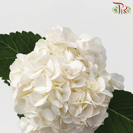 Hydrangea White / Per Stem - Pudu Ria Florist Southern