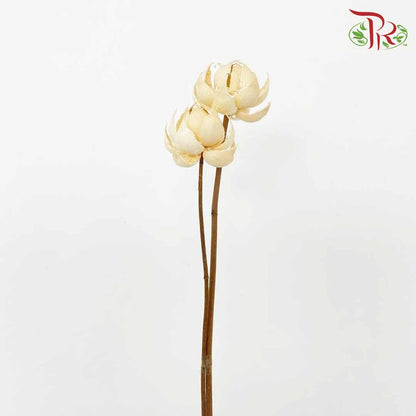 Dry Lotus Lantern - Offer Item - Pudu Ria Florist Southern