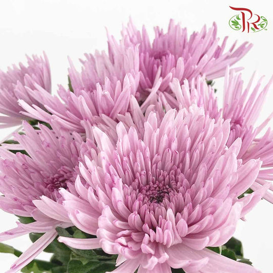 Net Mum Chrysanthemum Purple (10-12 Stems) - Pudu Ria Florist Southern